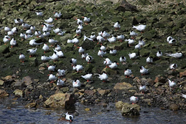 Vacker Utsikt Över Vacker Fågel Naturen — Stockfoto