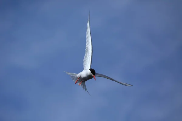 Vogels Spotten Schattige Vogel Wilde Natuur — Stockfoto