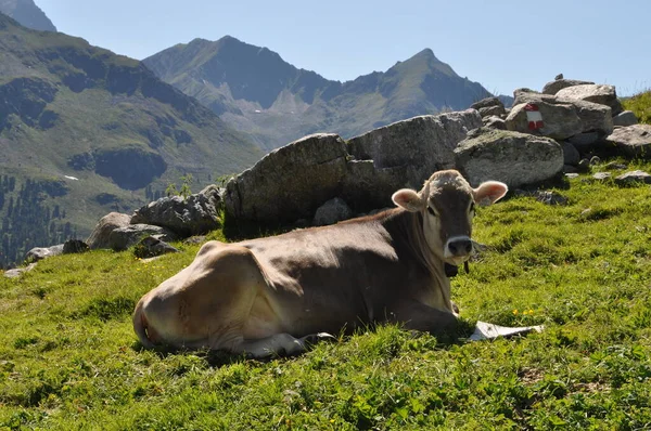 Cow Mountains — Stock Photo, Image