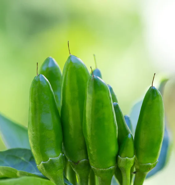 Chili Picante Mazetti — Fotografie, imagine de stoc