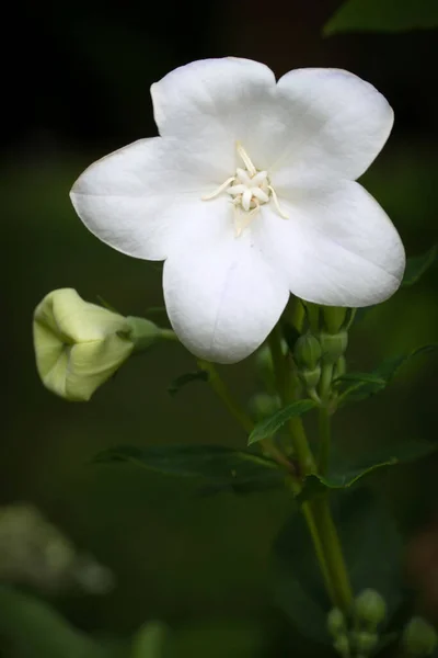 Bahçede Balon Çiçeği Platycodon Grandiflorus — Stok fotoğraf