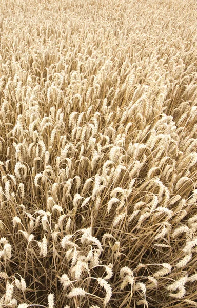 Visão Panorâmica Agricultura Foco Seletivo — Fotografia de Stock