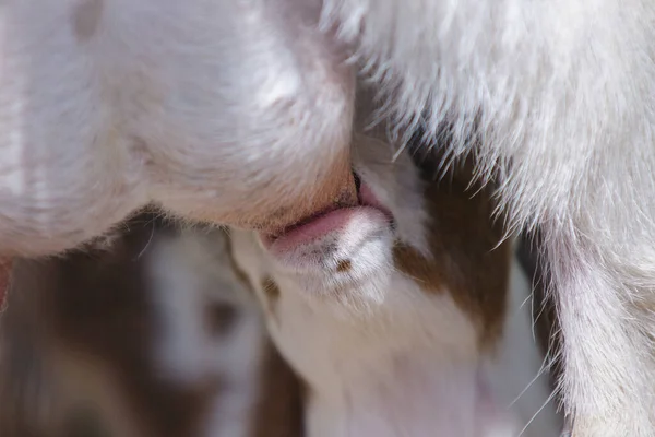 Animaux Domestiques Dans Les Pâturages Agricoles — Photo