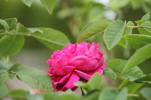 Розовый Гибрид Розы Лепестки Цветов Rosa Rescht — стоковое фото