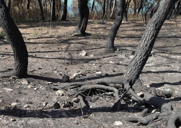 Paysages Catastrophes Naturelles Avec Des Terres Forestières Arides Dans Sud — Photo