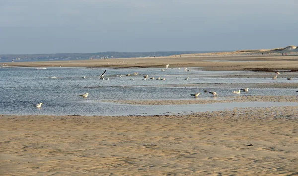Paesaggio Della Spiaggia Della Gru Massachusetts Usa Con Uccelli Acquatici — Foto Stock