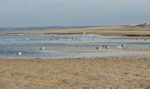 Kraanstrand Landschap Massachusetts Met Watervogel Avonds — Stockfoto