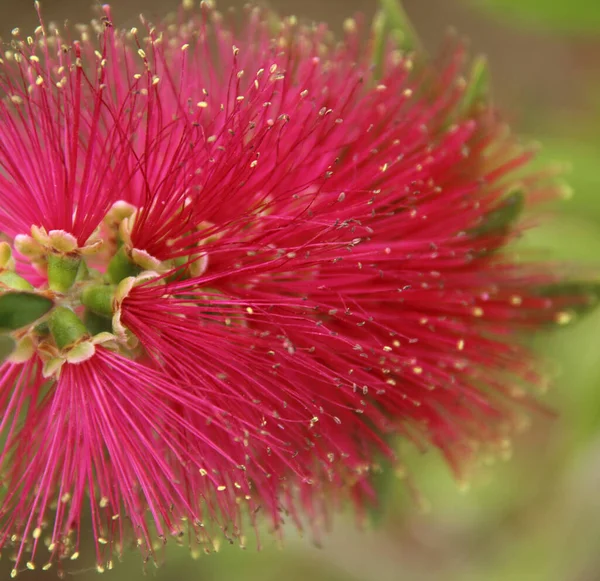 Tête Fleur Calliandra Plans — Photo