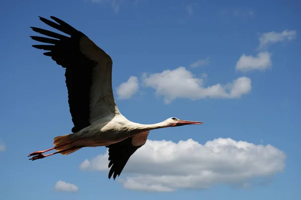Живописный Вид Красивую Птицу Аиста Природе — стоковое фото
