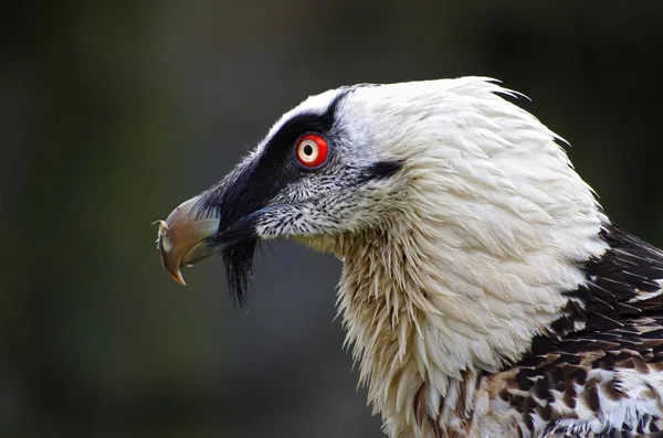 Skäggigt Gam Sidovy Nära — Stockfoto