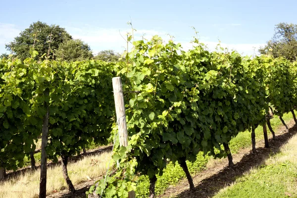 Grapes Vineyard Countryside Plantation — Stock Photo, Image