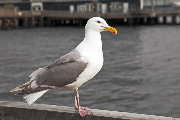 Vacker Utsikt Över Vacker Silvermås Naturen — Stockfoto