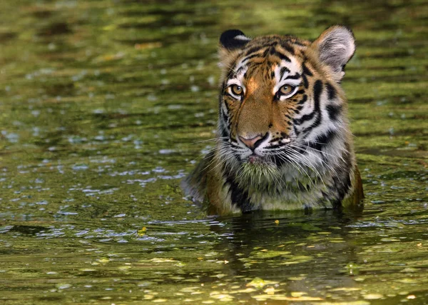 Tigre Água Floresta — Fotografia de Stock