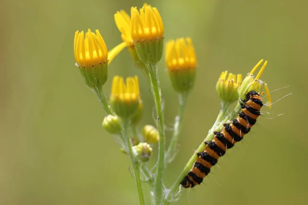 Caterpillar Jacobskraut Bear — Stockfoto