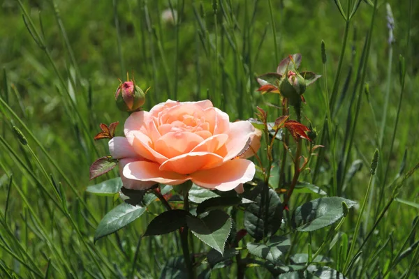 Schöne Botanische Aufnahme Natürliche Tapete — Stockfoto