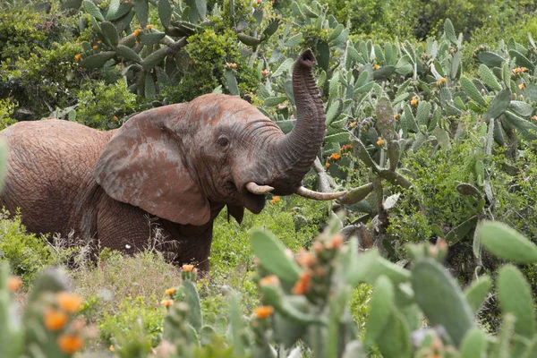 Eléphants Addo Elephant Park South Africa — Photo