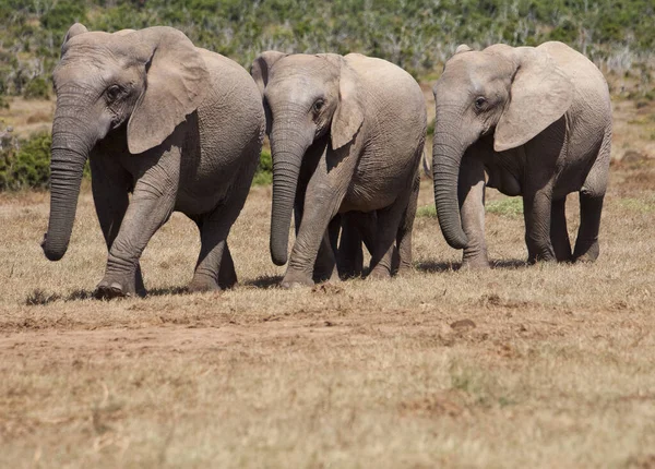 Elefantes Addo Elephantpark Sudáfrica — Foto de Stock