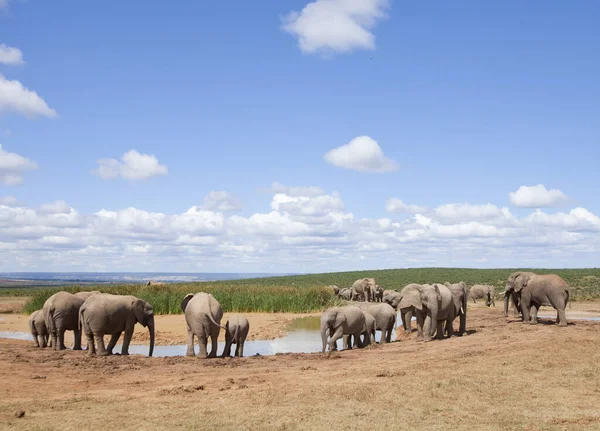 아프리카 코끼리 공원에 코끼리들 — 스톡 사진