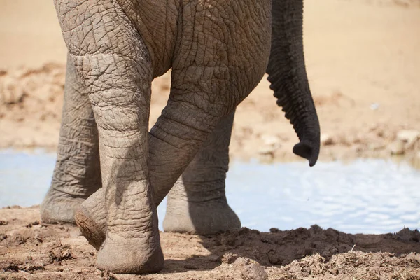 Elefanti Nel Parco Dell Elefante Addo Sudafrica — Foto Stock