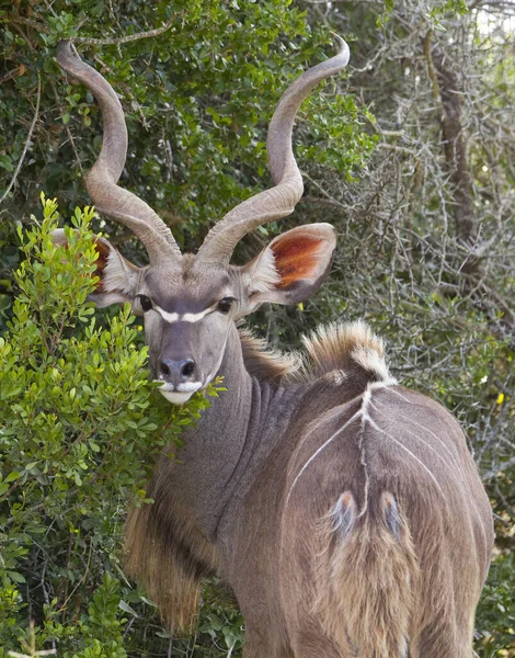 Antelope Addo Elephantpark South Africa — Stock Photo, Image