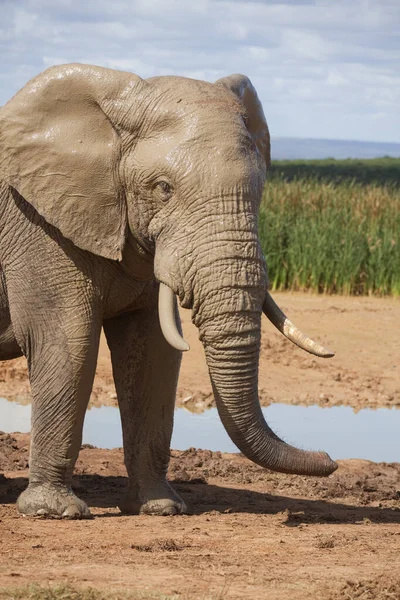 Elefantes Parque Elefantes Addo Sur África — Foto de Stock