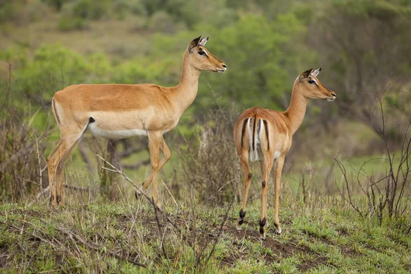 Impalas Parque Nacional Umfolozi Sur África —  Fotos de Stock