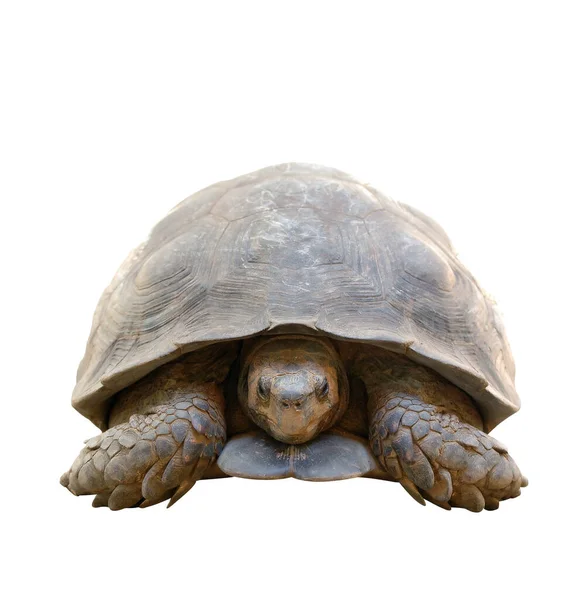 Sköldpaddsreptil Djurvarelse — Stockfoto