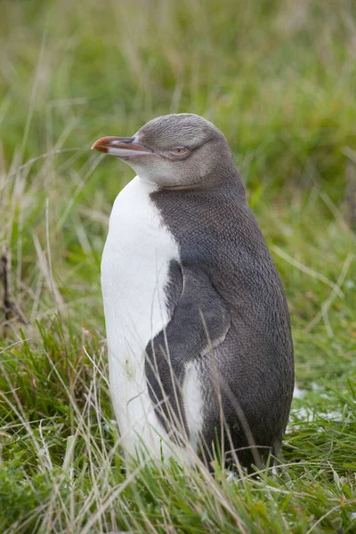 Pinguino Dagli Occhi Gialli Nuova Zelanda — Foto Stock