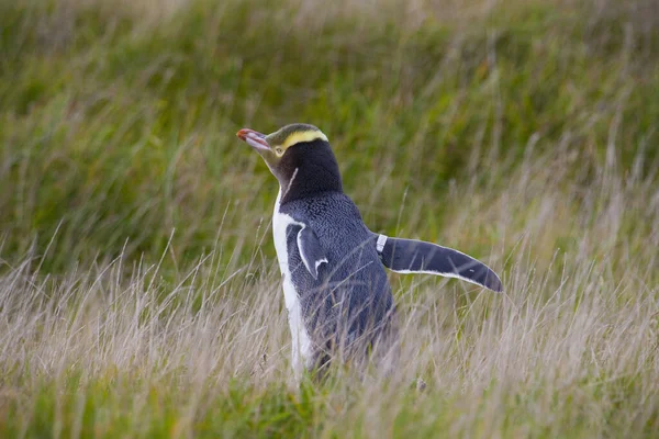 Pingüino Ojos Amarillos Nueva Zelanda — Foto de Stock