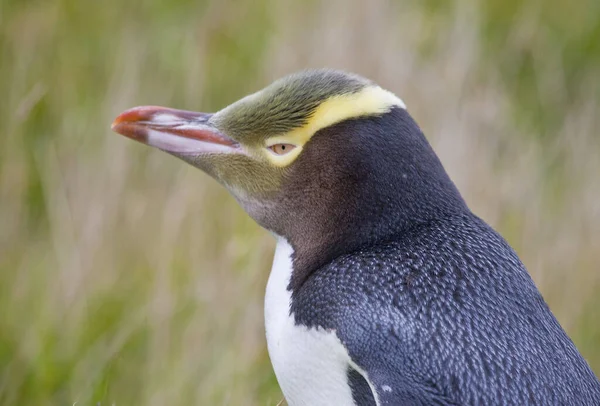Pinguino Dagli Occhi Gialli Nuova Zelanda — Foto Stock