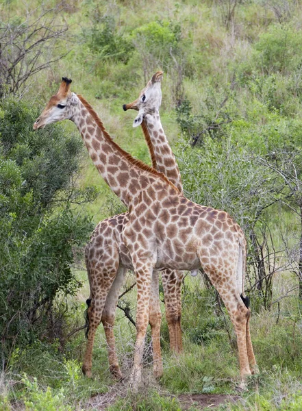 Girafa Marrom Alta Animal Flora Fauna Natureza — Fotografia de Stock