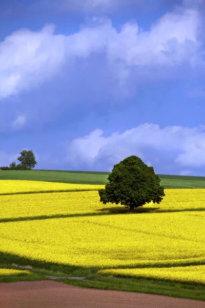 Träd Rapsfält — Stockfoto