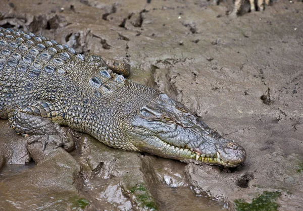 Crocodilo Água Salgada Austrália — Fotografia de Stock