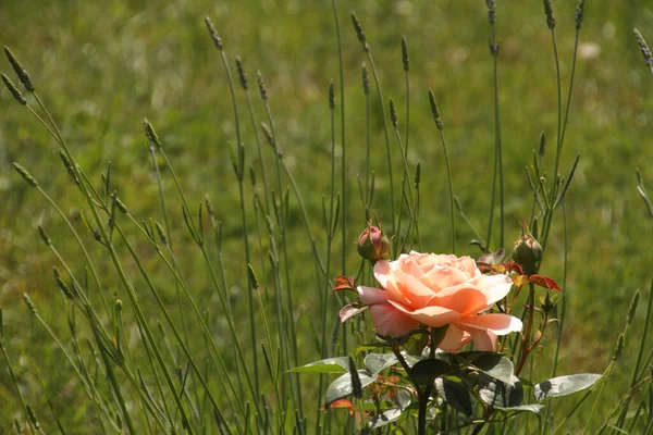 英式玫瑰花瓣 花园植物 — 图库照片