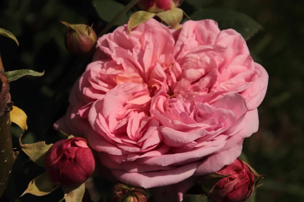 Англійські Пелюстки Троянд Садова Рослина — стокове фото