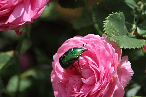 Rose Beetle Rose — Stock Photo, Image