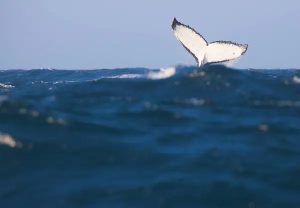 Fluke Knölval Vid Dykning — Stockfoto