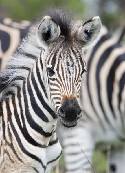 Black White Zebra Animal — Stock Photo, Image