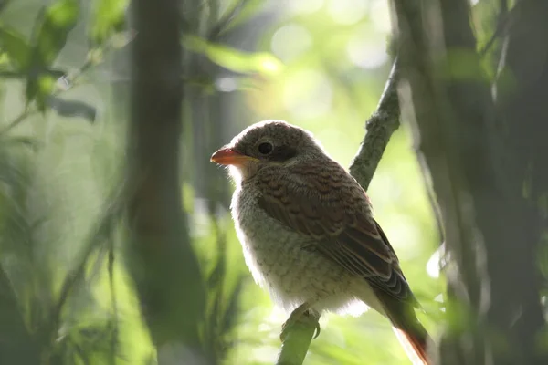 Oiseau Thème Photo Pittoresque — Photo