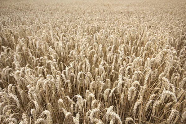 Landwirtschaft Feld Land Getreidefeld — Stockfoto