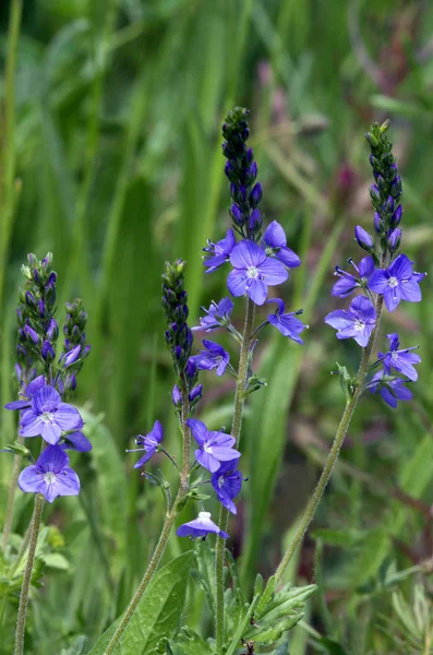 Vacker Botanisk Skott Naturliga Tapeter — Stockfoto