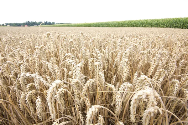 Agricultural Corn Field Farmland — Stock Photo, Image