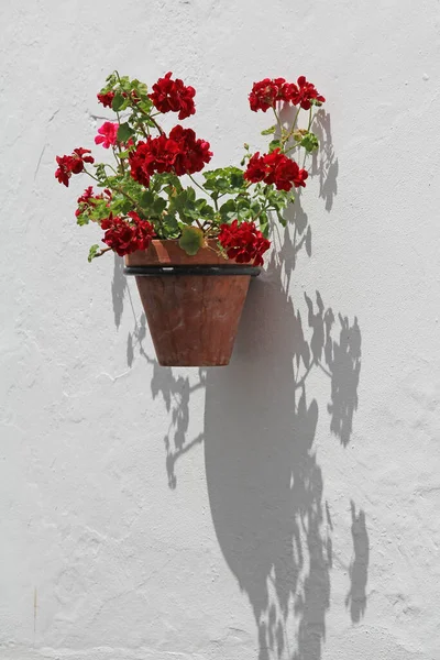 Blumentopf Der Hauswand — Stockfoto