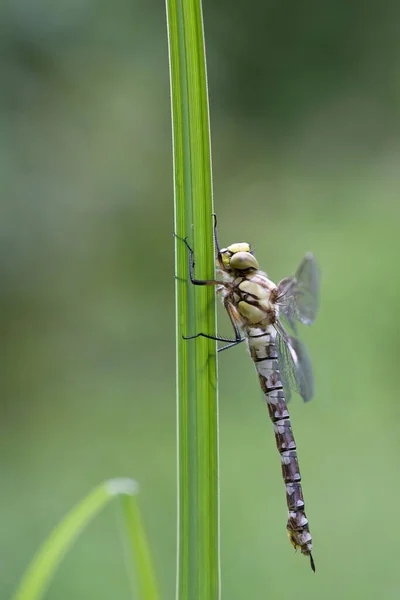 Close Macro View Van Libelle Insect — Stockfoto