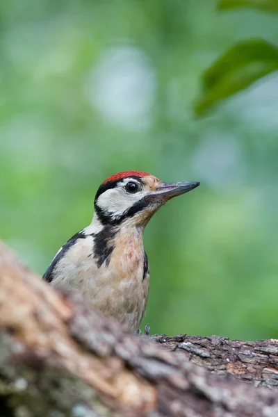 Giovane Grande Picchio Macchiato — Foto Stock