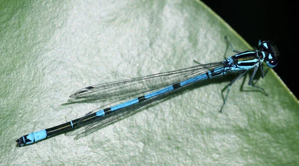 Azure Damselfly Coenagrion Puella — Fotografia de Stock