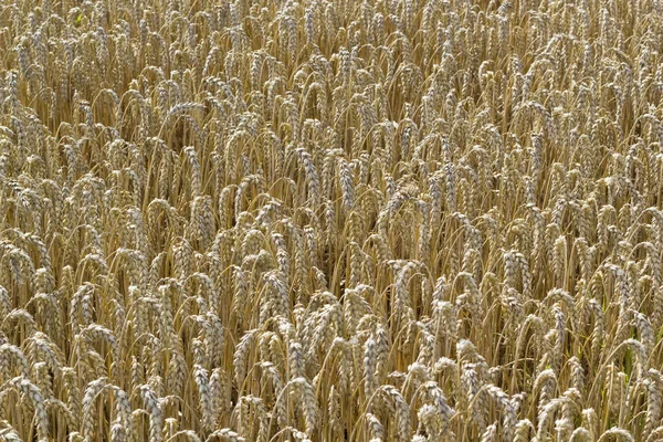 Tło Złote Pole Kukurydzy — Zdjęcie stockowe