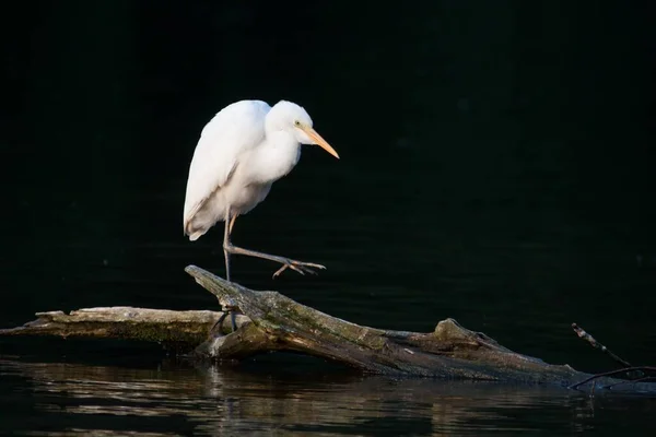 Scenic View Egrets Birds Nature — Stock Photo, Image