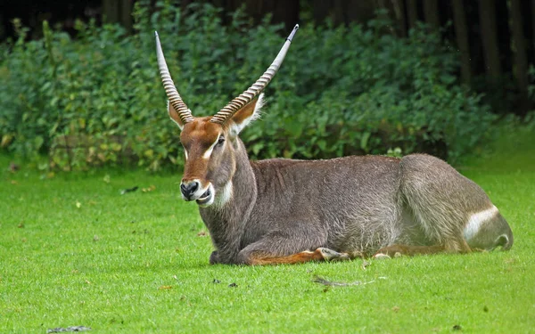 Waterbuck Büyük Antilop Hayvanı Doğa Faunası — Stok fotoğraf