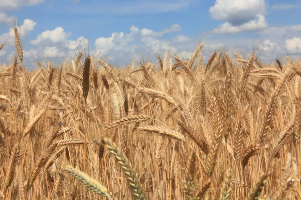 Syn Majsfält Jordbrukskoncept — Stockfoto